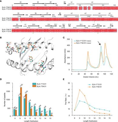 Peptidomes and Structures Illustrate How SLA-I Micropolymorphism Influences the Preference of Binding Peptide Length